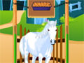Horse Care Apprenticeships